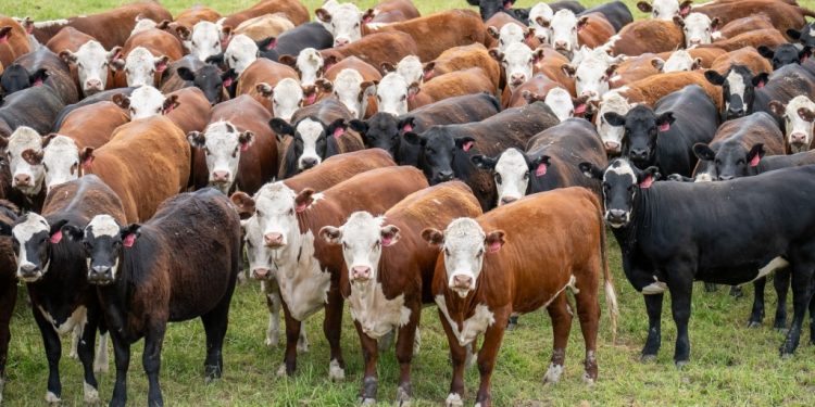 Hundreds of Imported Cattle from Australia Die While Traveling to Indonesia