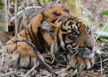 Indonesia Releases 500 Thousand Protected Animals to Their Habitat