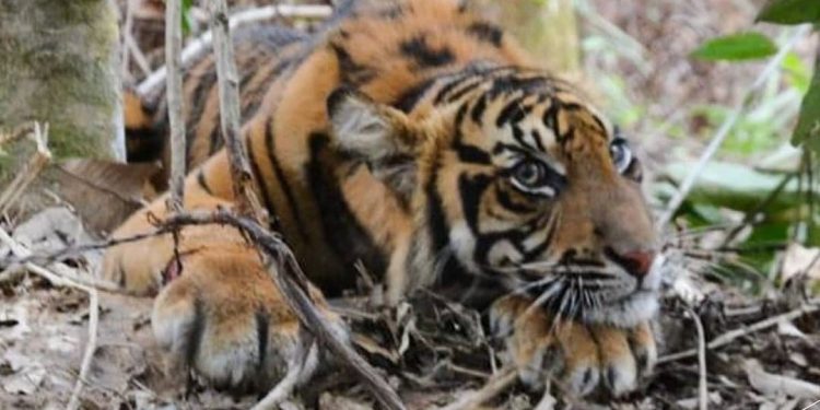 Indonesia Releases 500 Thousand Protected Animals to Their Habitat