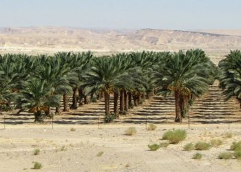 Widespread Boycott, Traders in Indonesia Reject Dates from Israel