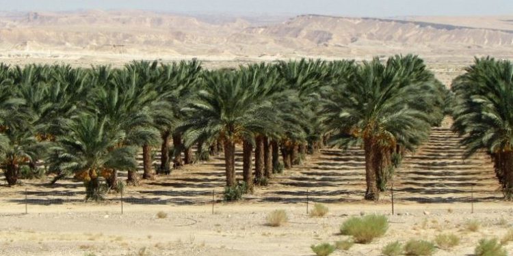 Widespread Boycott, Traders in Indonesia Reject Dates from Israel