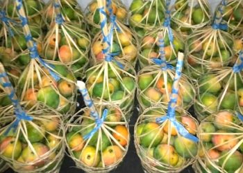 Sumedang Ready to Export Gedong Gincu Mangoes to Japan