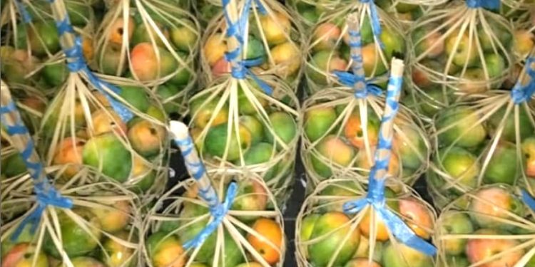 Sumedang Ready to Export Gedong Gincu Mangoes to Japan
