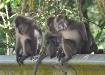 Action for Primates Urges the US to Stop Importing Monkeys from Indonesia