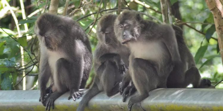 Action for Primates Urges the US to Stop Importing Monkeys from Indonesia