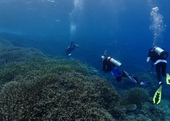 Indonesia Researches Coral Bleaching Phenomenon, Beware of Rising Sea Water Temperatures