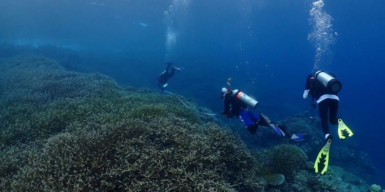 Indonesia Researches Coral Bleaching Phenomenon, Beware of Rising Sea Water Temperatures