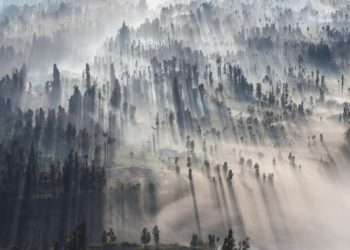 Indonesia Positively Welcomes the Tropical Forest Forever Fund Initiative