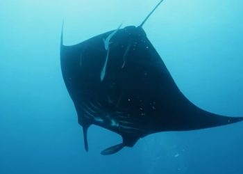 Marine Conservation: Indonesia Strengthens Protection of Critical Habitat for Sharks and Rays