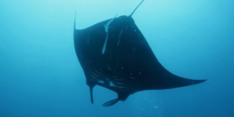 Marine Conservation: Indonesia Strengthens Protection of Critical Habitat for Sharks and Rays