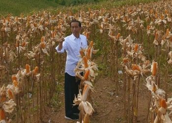 Gorontalo Exports 50 Thousand Tons of Corn to the Philippines