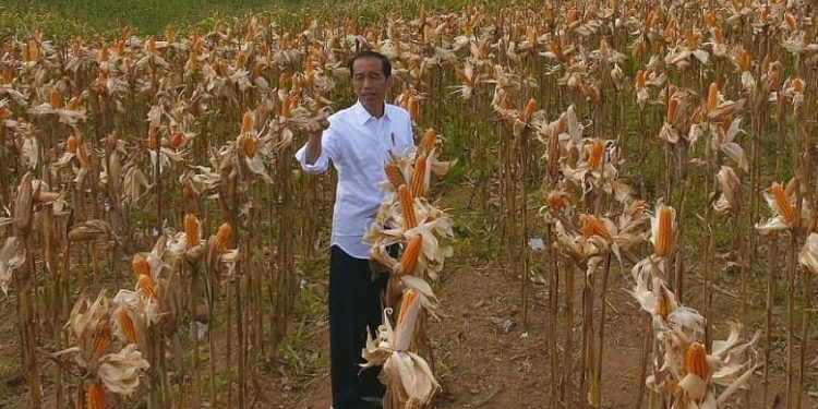 Gorontalo Exports 50 Thousand Tons of Corn to the Philippines