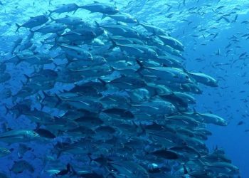 Indonesia Harmonizes Fisheries Quality Assurance System with Vietnam, South Korea and Norway