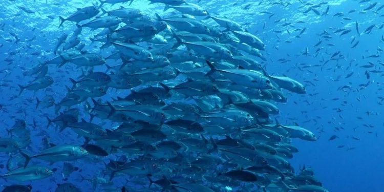 Indonesia Harmonizes Fisheries Quality Assurance System with Vietnam, South Korea and Norway
