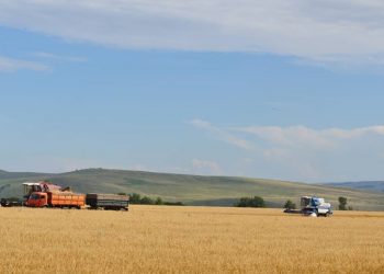 Russia’s Grain Union Sharply Reduces 2024 Harvest Forecast
