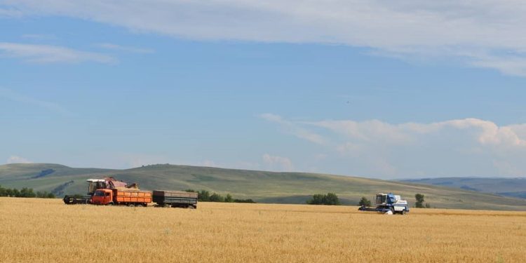 Russia’s Grain Union Sharply Reduces 2024 Harvest Forecast