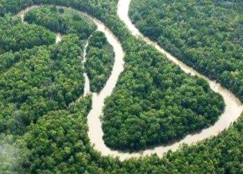 Papua’s Customary Forests Are Threatened with Disappearance