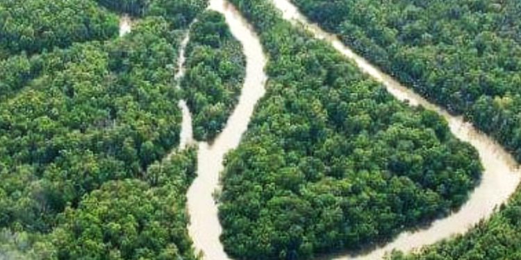Papua’s Customary Forests Are Threatened with Disappearance