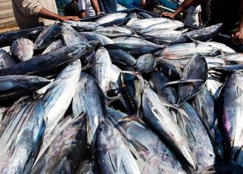 Japan Investor, Sushi Zanmai Supports Fisheries Development in Maluku