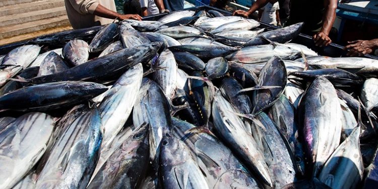 Japan Investor, Sushi Zanmai Supports Fisheries Development in Maluku