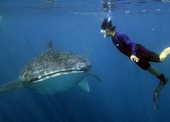 Whale Shark Population in Nabire Continues to Increase