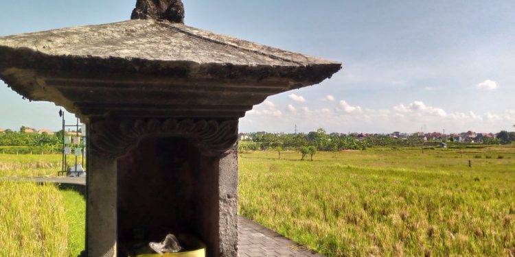 Andongan: Traces of Subak Era Phytoremediation