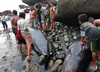 17 Dead Whales Stranded on Alor Coast