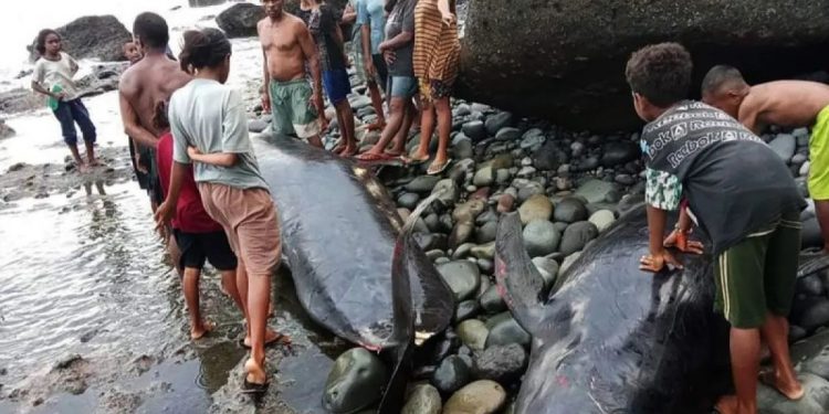 17 Dead Whales Stranded on Alor Coast 1 17 Dead Whales Stranded on Alor Coast