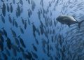 Indonesia and Korea Collaborate on Fishery Product Quality Assurance System
