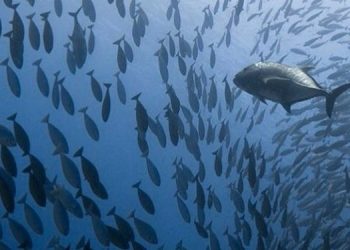 Indonesia and Korea Collaborate on Fishery Product Quality Assurance System