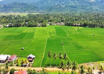 Sustainable Agriculture is Increasingly Developing Around the Ceria Nickel Industry