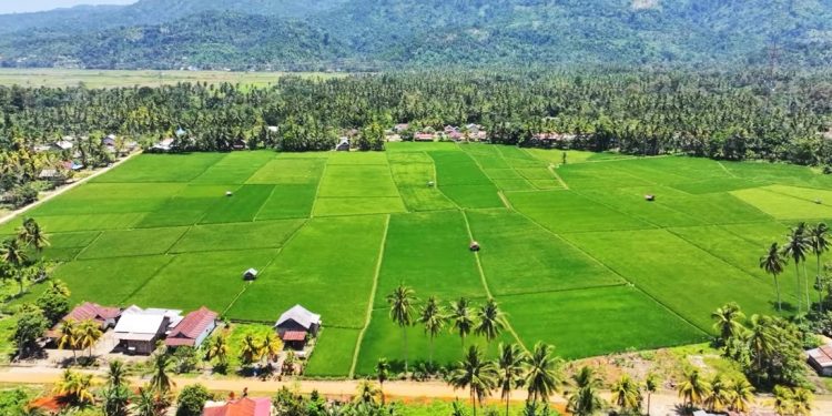 Sustainable Agriculture is Increasingly Developing Around the Ceria Nickel Industry