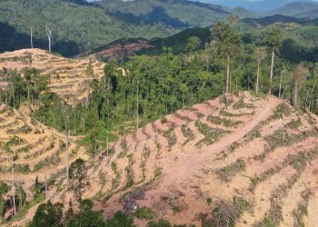 Wood Biomass Energy Expansion Threatens Tropical Forests in Southeast Asia