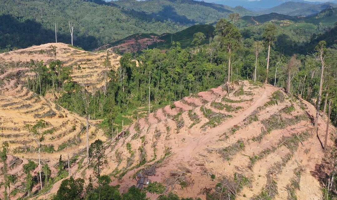 Wood Biomass Energy Expansion Threatens Tropical Forests In Indonesia ...