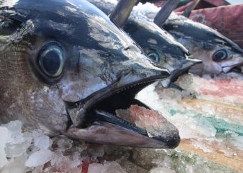 Indonesian Fishery Products are Increasingly Interested in the Global Market