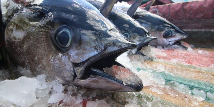 Indonesian Fishery Products are Increasingly Interested in the Global Market
