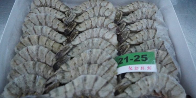 Antidumping Case, Indonesian Shrimp Products Hampered in US Market