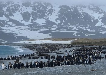 CLIMATE CRISIS: Adapt or Perish?