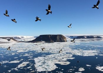 Global Warming, Russian Arctic ‘Island’ Disappears