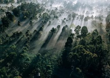 ADB and ECOM Ready to Enhance Climate Resilience of Coffee Value Chain in Asia Pacific