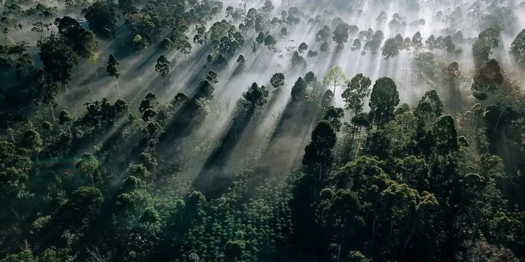 ADB and ECOM Ready to Enhance Climate Resilience of Coffee Value Chain in Asia Pacific