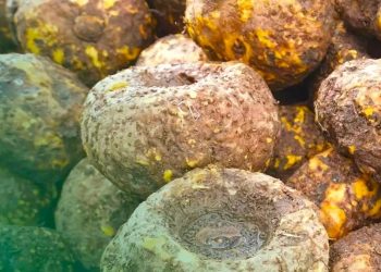 Indonesian Company Exports 50 Thousand Tons of Porang to China