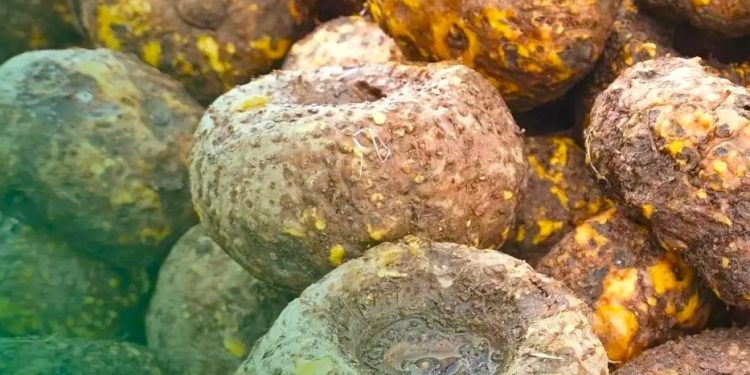 Indonesian Company Exports 50 Thousand Tons of Porang to China