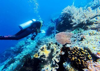 Sydney Declaration: Indonesia-Australia-PNG Blue Economy Collaboration