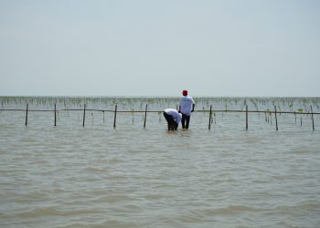 World Wetlands Day: Mangrove Planting will be Held Simultaneously on the Indramayu Coast