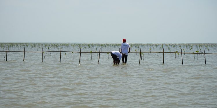 World Wetlands Day: Mangrove Planting will be Held Simultaneously on the Indramayu Coast