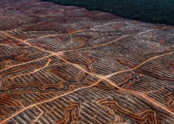 EU Urged to Consider the Deforestation Crisis in Papua