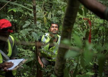 FAO Launches National Forest Inventory Learning Journey