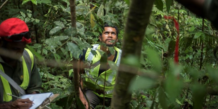 FAO Launches National Forest Inventory Learning Journey