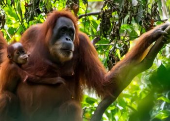 Global Biodiversity Agreement Mobilises $200 Billion Boost for Nature